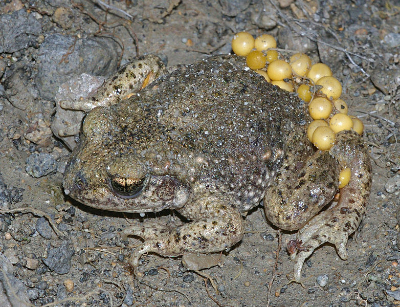 Alyte accoucheur (Alytes obstetricans) - 18 juillet 2009 - Christian Fischer - CC BY-SA 3.0 - https://commons.wikimedia.org/wiki/File:AlytesObstetricansMaleWithEggs.jpg